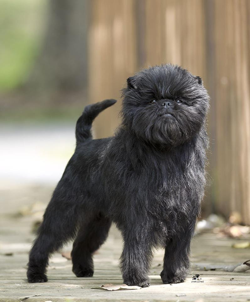 Affenpinscher Dogs breeds Tipo Pinscher y Schnauzer Pets Affenpinscher Dogs breeds Tipo Pinscher y Schnauzer Pets