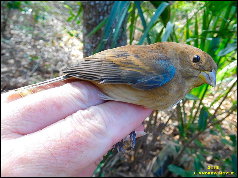 Indigo Bunting Indigo Bunting