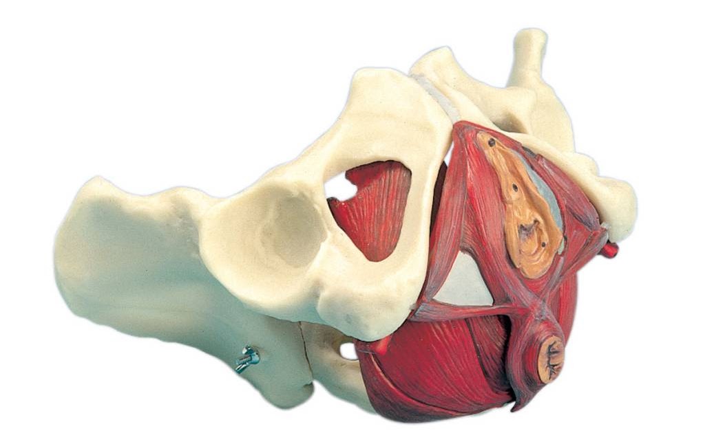 Anatomy Muscles Pelvis / MRI pelvis anatomy | free male pelvis axial