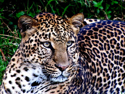 leopard at aberdare