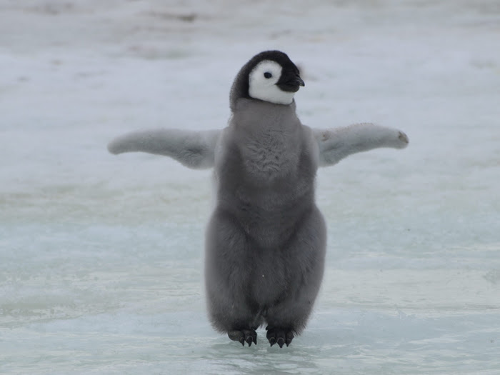 penguins18 (700x525, 211Kb)