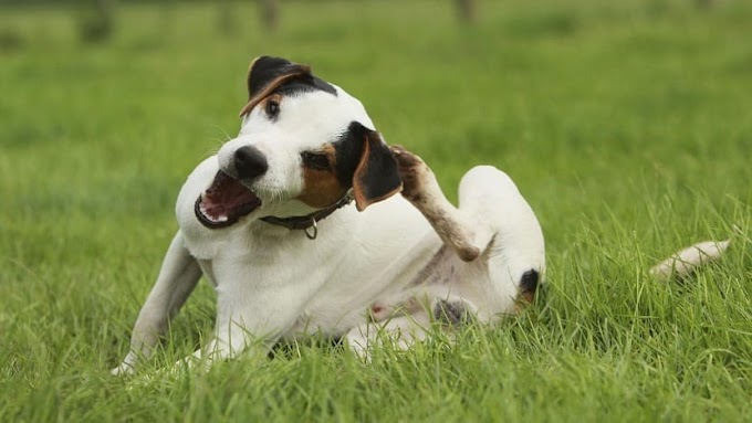 ¿Cómo detectar y eliminar las pulgas de tu perro en casa?