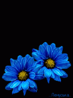 Синенькие цветочки