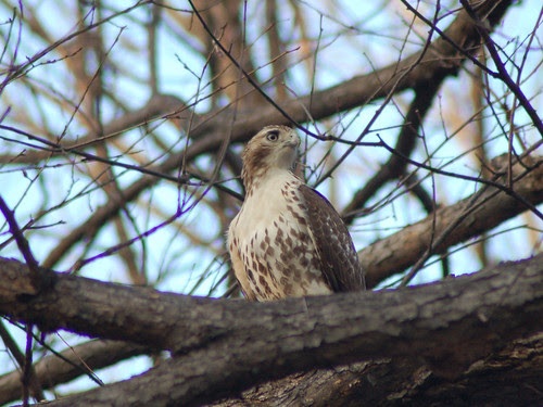 Juvenile Red-Tail by Central Park's Great Hill
