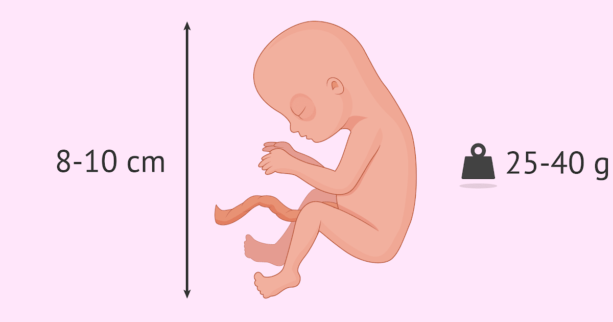 Cuanto Mide El Estomago De Un Bebe De 7 Meses - Consejos de Bebé - Cuanto Mide Un Feto De 7 Semanas