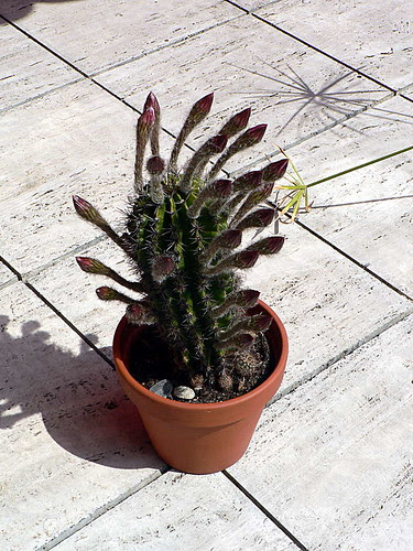P1050369