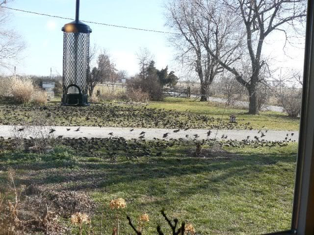 photo gracklesinvasion5.jpg