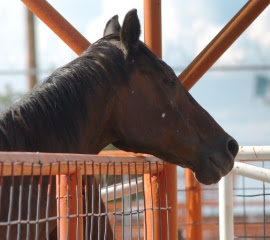 Horse transport to slaughter Horse transport to slaughter