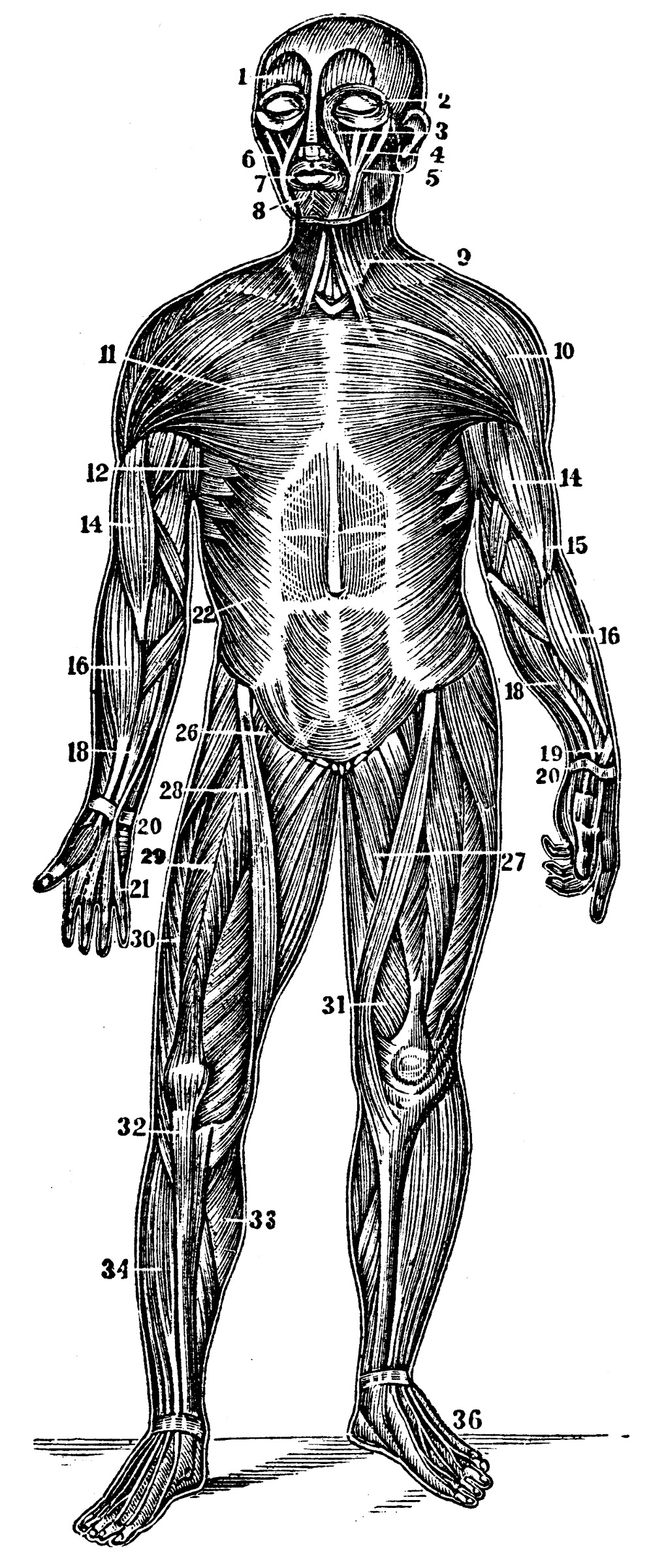 Muscles Of The Torso / The Structure And Function Of The Muscular