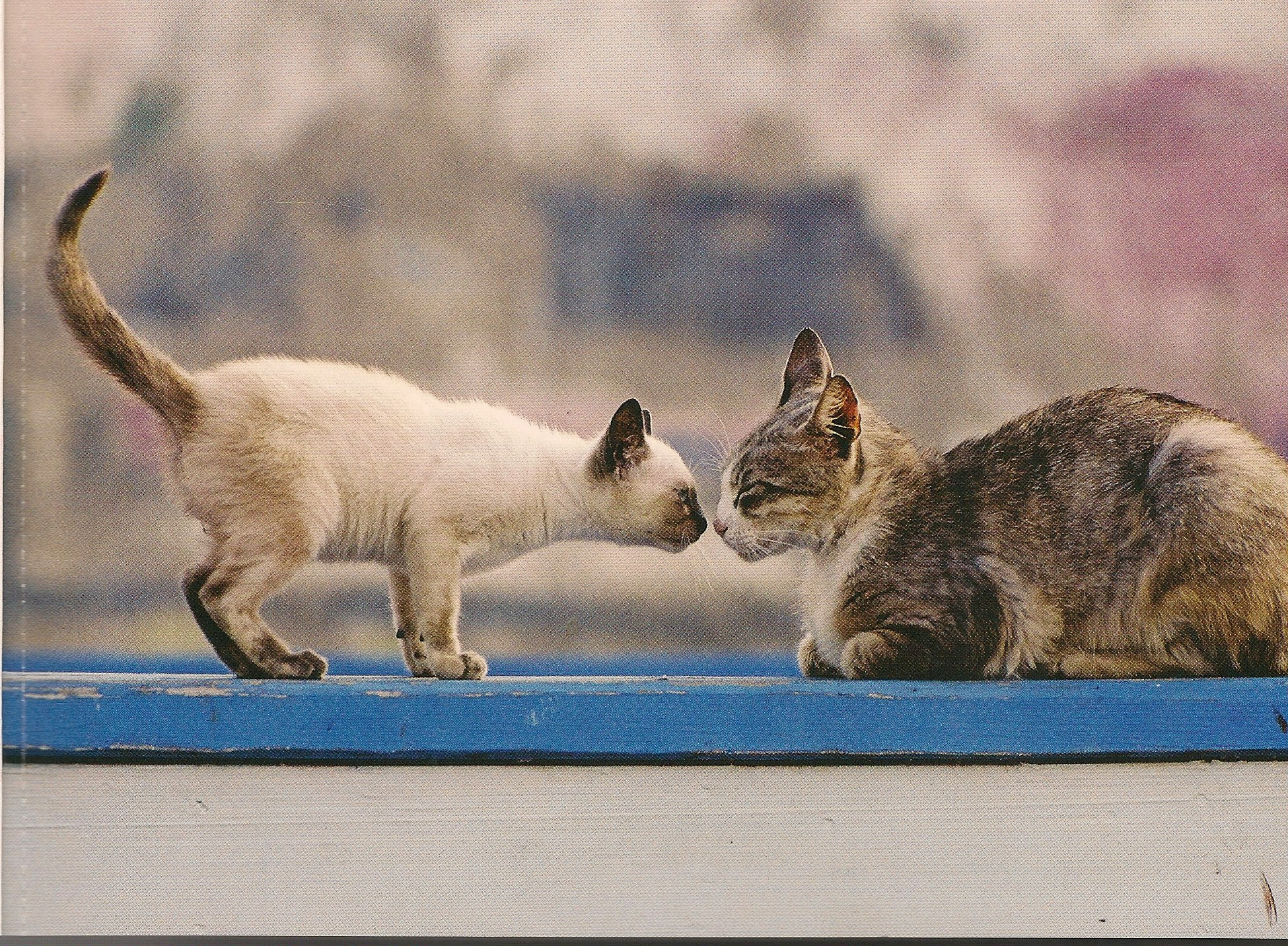 Cat Postcard