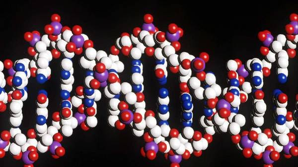 Modelo de estructura del ADN humano. Archivo Clarín.