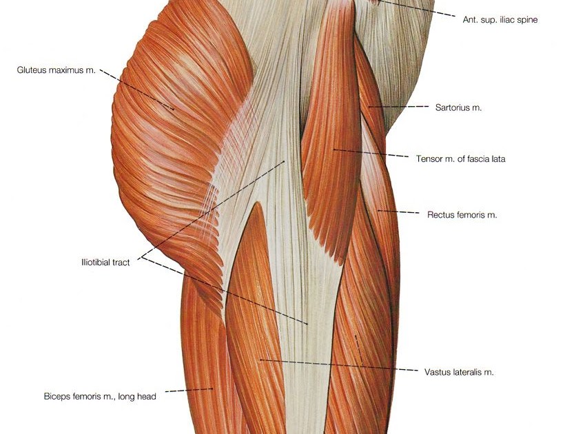 leg muscle and tendons anatomy