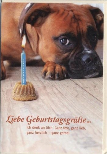 Video Geburtstag Lustig Hund