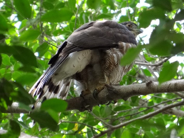 鳳頭蒼鷹/無限台南