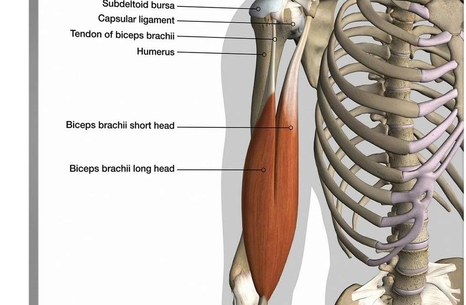 Tendon Diagram Labeled - Human Muscles Labeled Images Stock Photos