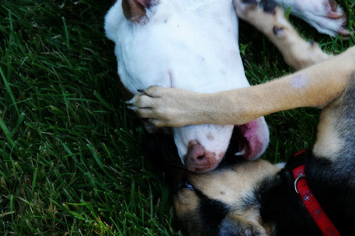 No, she's not eating the puppy
