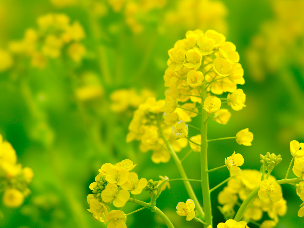 心に強く訴える菜の花 壁紙 最高の花の画像