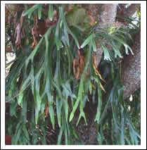 http://fotos.infojardin.com/sube/images/bfi1212980149r.jpg