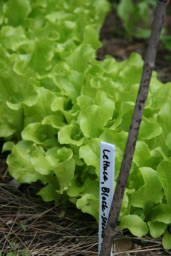 lettuce simpson