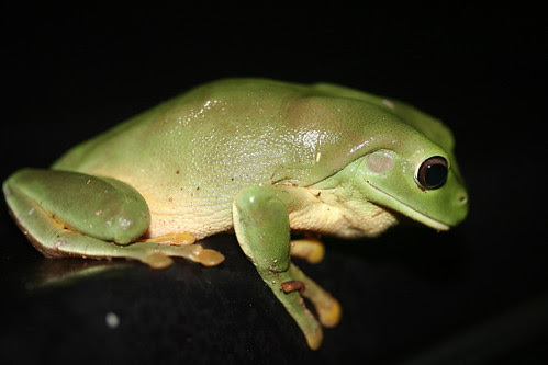 Green Tree Frog