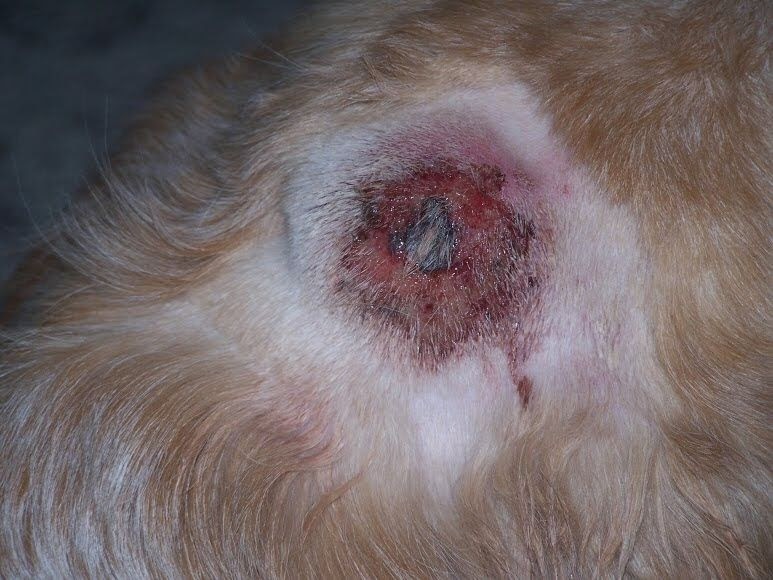 Scab On Dog After Tick Bite