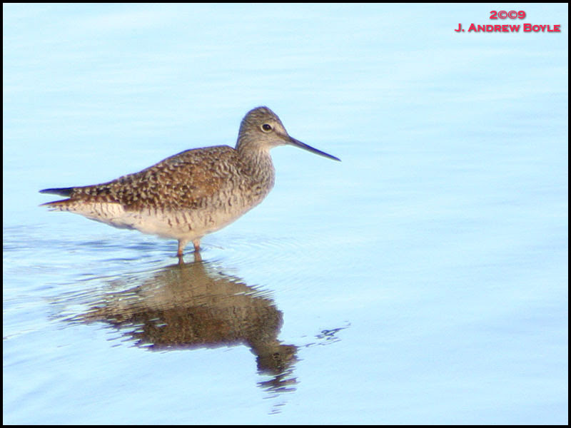 Lesser Yellowlegs
