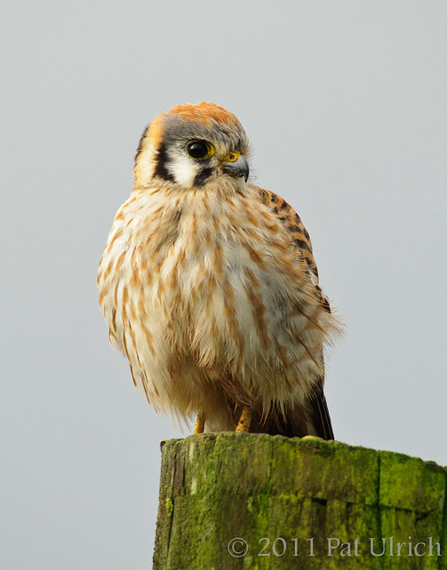 Female American Kestrel - Pat Ulrich Wildlife Photography