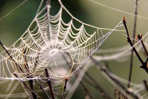 spider_web spider_web
