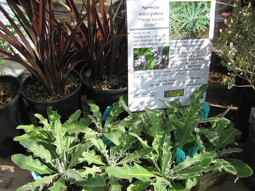 Phormium and Matthiola tricuspidata