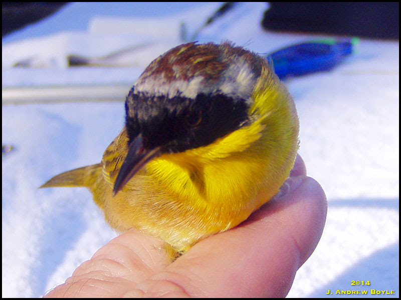 Common Yellowthroat Common Yellowthroat