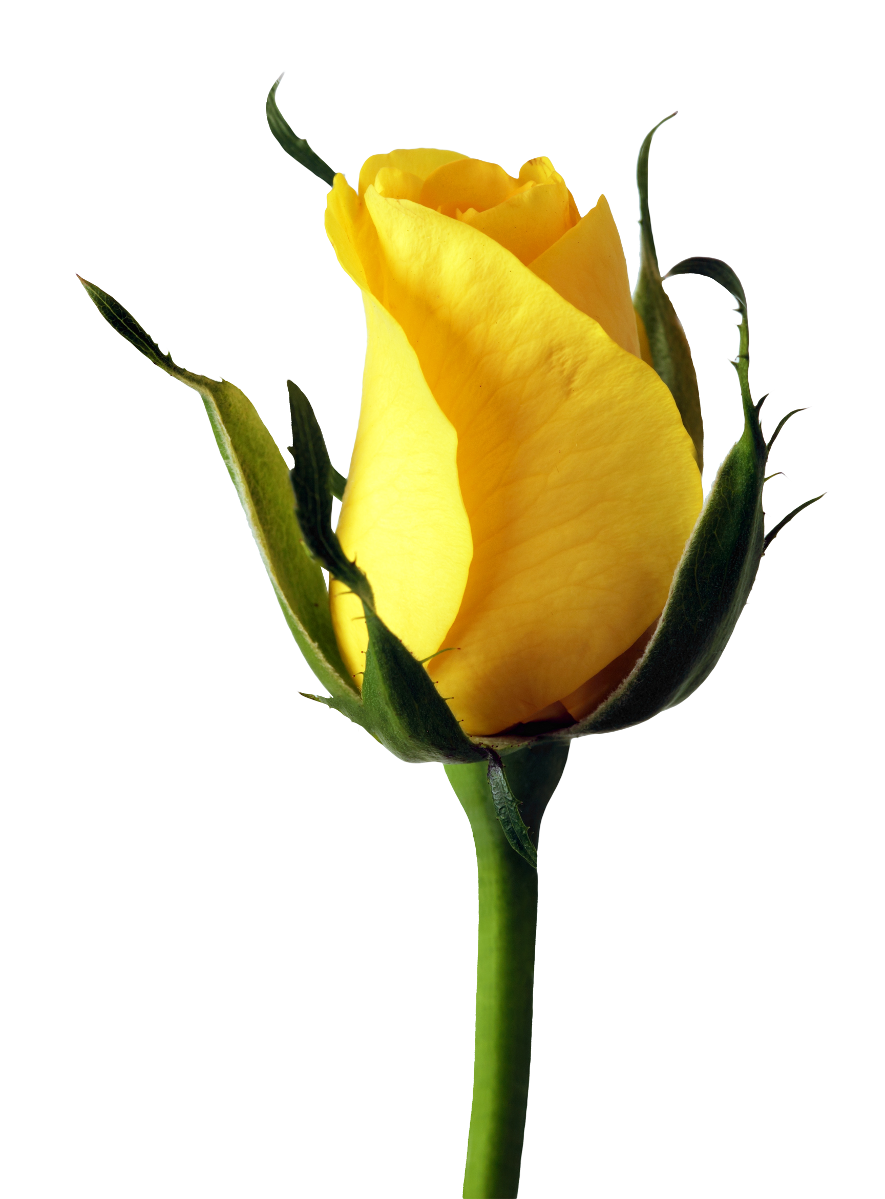 Yellow Rose PNG Image - PurePNG | Free transparent CC0 PNG ...