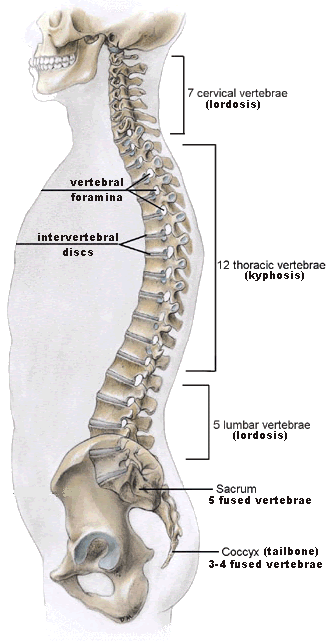 Back Bone Shape / Back Bone With Skull And Sacrum The Occipital Bone A