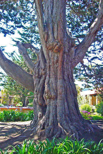 Carmel Mission Tree