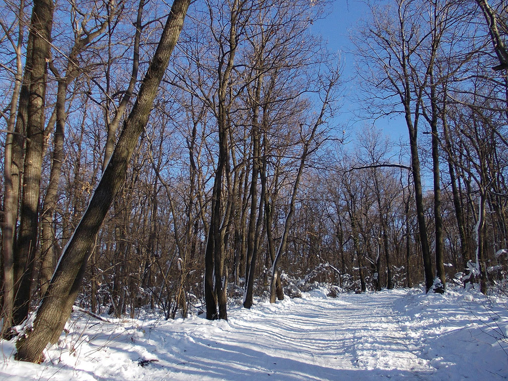 Winterbilder Tiere Als Hintergrundbild / desktop hintergrundbilder