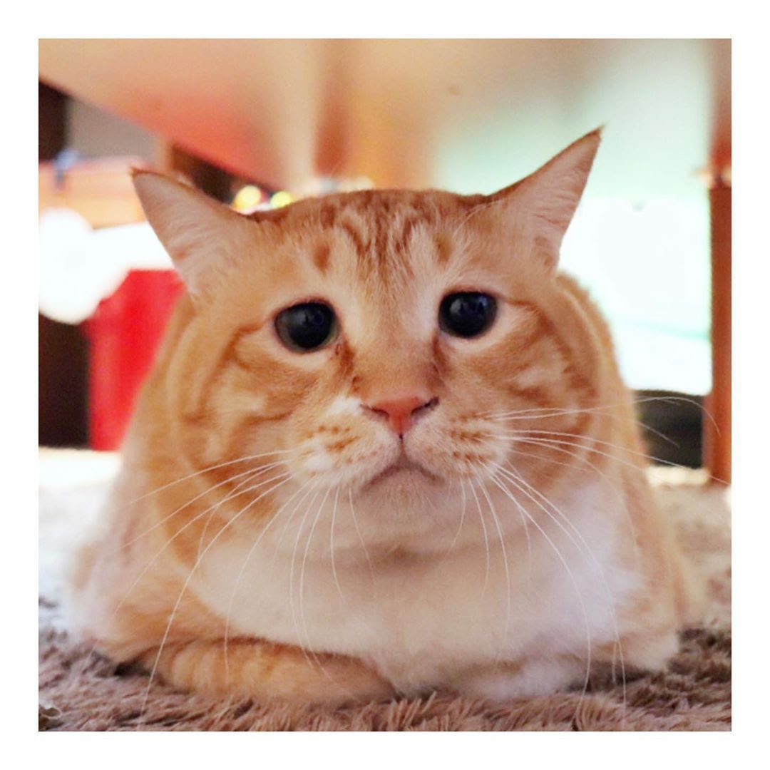 Foto Profil Gambar Kucing Lucu 81021+ Nama Untuk Kucing Comel, Lucu