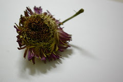 Withered Flower