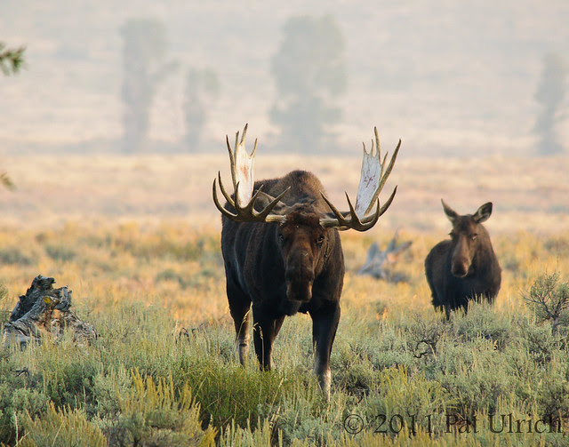 Moose coming my way - Pat Ulrich Wildlife Photography