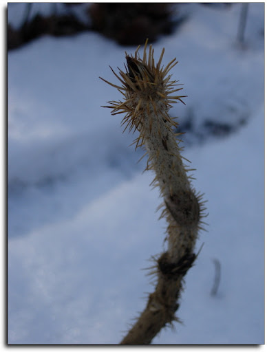 천삼 : 일반약초상식