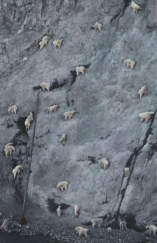 Οι καλύτεροι ορειβάτες του κόσμου ή αλλιώς ...κατσίκες!