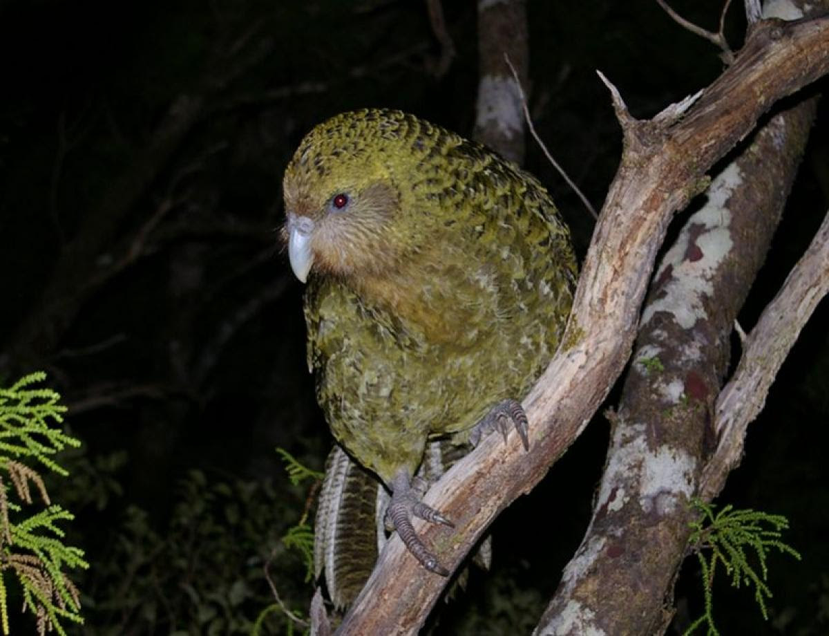 Kakapo New Zealand Birds Online