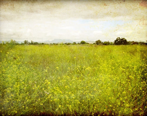Landscape Photography - Flower meadow rustic nature wall art - green decor "Mustard field" - LupenGrainne Landscape Photography - Flower meadow rustic nature wall art - green decor "Mustard field" - LupenGrainne