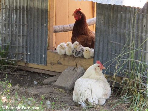 (12) Two mama hens and their four baby chicks - FarmgirlFare.com