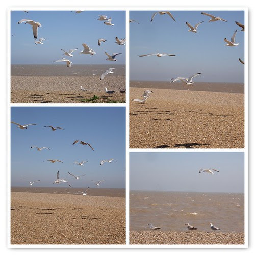 Gulls