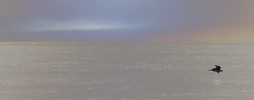 Pelican alone