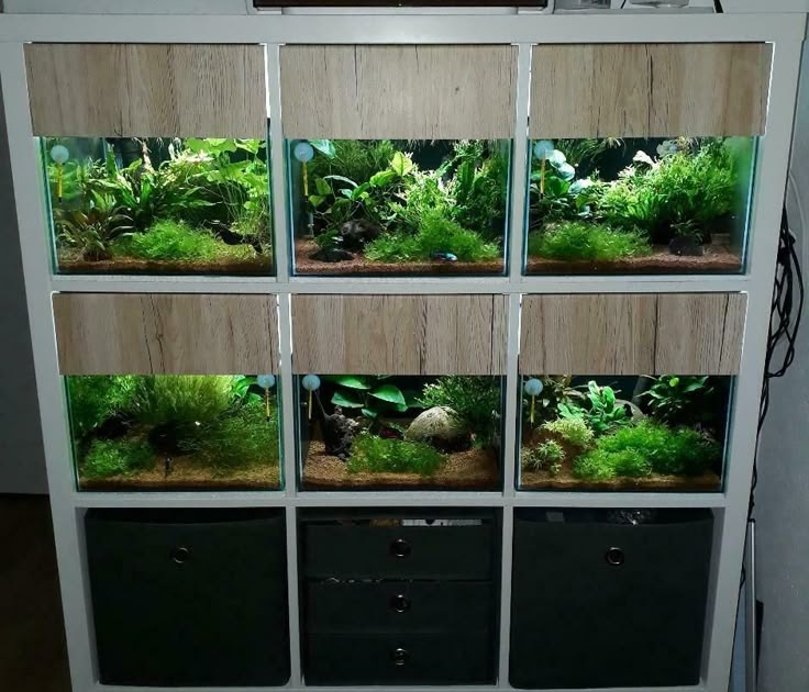 Axolotl Aquarium Pflanzen : Axolotl (Z.B. geschieht), Eiern mit