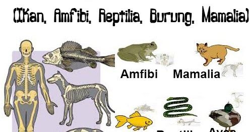 Soal Biologi Tentang Vertebrata Dan Invertebrata Esai Singkat Guru