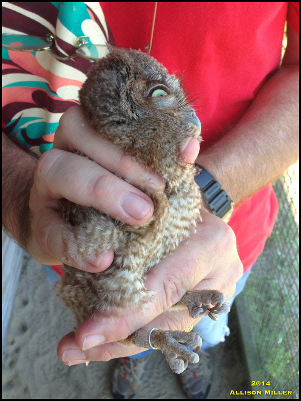 Eastern Screech Owl Eastern Screech Owl