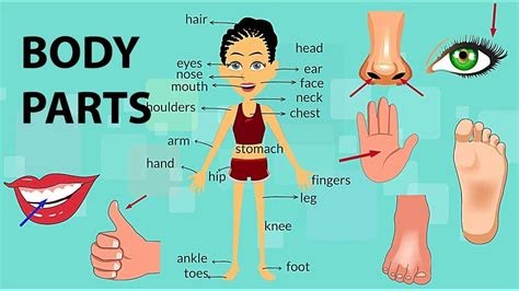 Body Parts Tamil - Body Parts In Tamil English Youtube / Parts of the