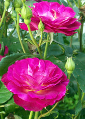 Roses_61810