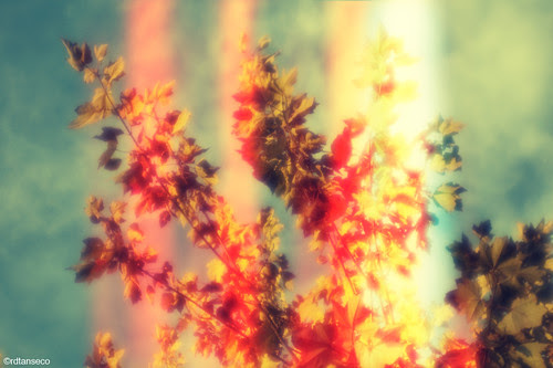 Light Leak